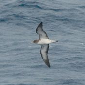 Cory's Shearwater